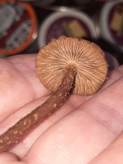 Cystoagaricus