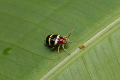 Phenrica pallidicornis
