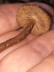 Cystoagaricus