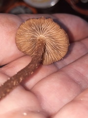 Cystoagaricus