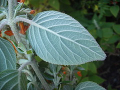 Colquhounia coccinea