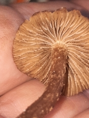 Cystoagaricus