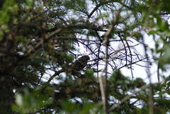 Passerella iliaca