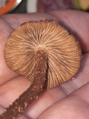 Cystoagaricus