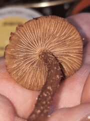 Cystoagaricus