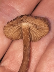 Cystoagaricus