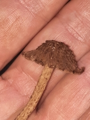 Cystoagaricus