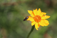 Acmaeodera mudgei