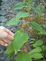 Colquhounia coccinea