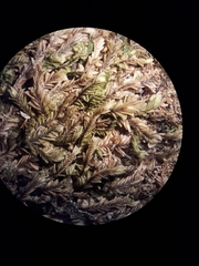 Plagiochila gregaria