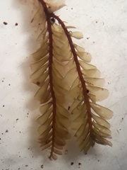 Plagiochila gregaria