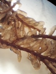 Plagiochila gregaria