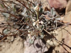 Eriogonum rupinum