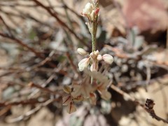 Eriogonum rupinum