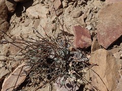 Eriogonum rupinum