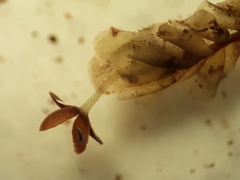 Plagiochila gregaria