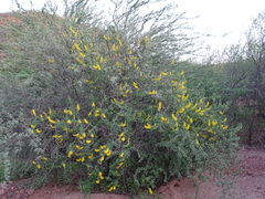 Echinopterys eglandulosa