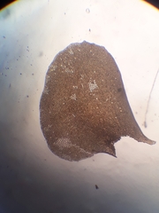 Plagiochila gregaria