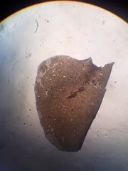 Plagiochila gregaria