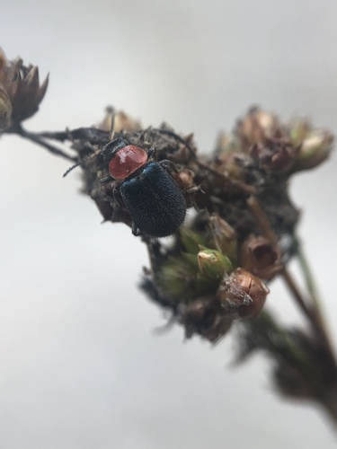 Black-headed Melyrid photo 2