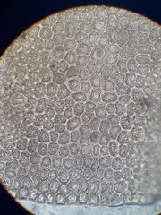 Plagiochila gregaria