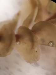 Plagiochila gregaria