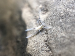 Calaphidina