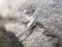 Calaphidina