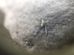 Calaphidina
