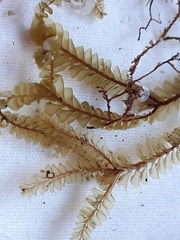 Plagiochila trispicata