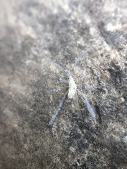 Calaphidina