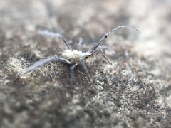 Calaphidina