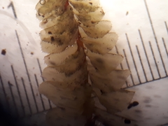 Plagiochila trispicata