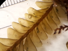 Plagiochila trispicata