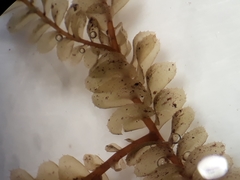 Plagiochila trispicata