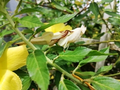 Hymenopus coronatus