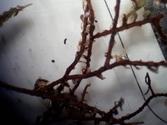 Plagiochila trispicata