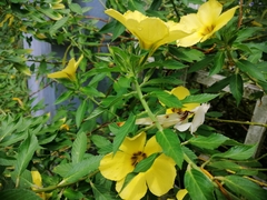 Hymenopus coronatus