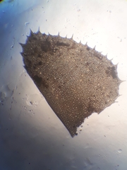 Plagiochila trispicata