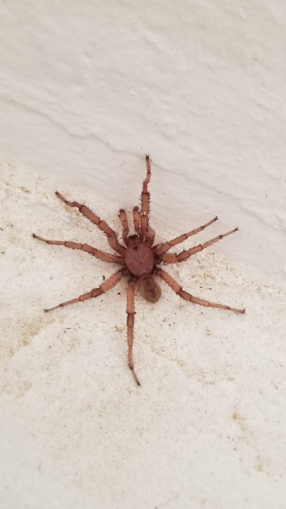 Southern Coastal Dune Trapdoor Spider