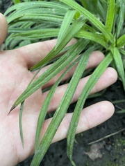 Carex hirtifolia