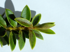 Veronica brachysiphon