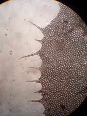 Plagiochila trispicata