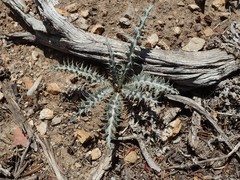 Cirsium arizonicum arizonicum