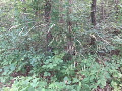 Tridens flavus flavus