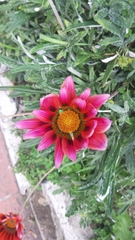 Gazania × splendens