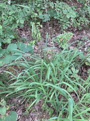 Tridens flavus flavus