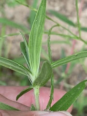 Hexasepalum
