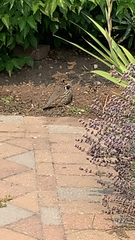 Callipepla californica