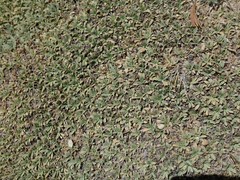 Petrophytum caespitosum caespitosum